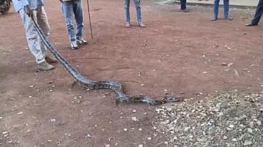 लटेरी: लटेरी में विशाल अजगर का सफल बचाव, श्रेयांश जैन ने किया सराहनीय कार्य