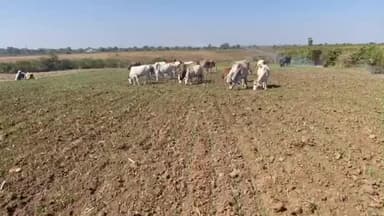 लटेरी: वन विकास निगम ने लटेरी के सगड़ा में 30 हेक्टेयर भूमि पर फसलें चरवाकर ज़मीन कब्ज़े में ली