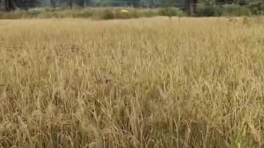 तिरोड़ी: कटंगी और तिरोड़ी तहसील में 1 दिसंबर से 20 जनवरी तक समर्थन मूल्य पर धान की खरीदी होगी