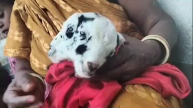 रहुई: मंदिलपुर में एक बकरी ने दो मुंह वाले बच्चे को जन्म दिया, बना कौतूहल का विषय