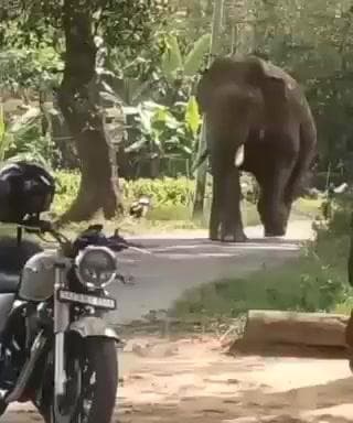 ಬೇಲೂರು: ಬಿಕ್ಕೋಡು ಗ್ರಾಮದಲ್ಲಿ ಸಾಕಾನೆಯಂತೆಯೇ ಜನರತ್ತ ಸೊಂಡಿಲಿನಿಂದ ಸನ್ನೆ ಮಾಡಿ ಸಾಗಿದ ಕಾಡಾನೆ