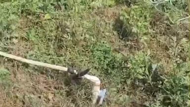 मड़िहान: राजगढ़ थाना क्षेत्र के धूरकर गांव के कंपोजिट विद्यालय के कैंपस से चोरों ने समरसेबल पंप की चोरी की, मौके पर पुलिस मौजूद