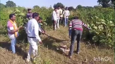 अरनोद: विद्यालय के पीछे मचा हड़कंप, 10 फीट का अजगर पकड़ा गया, रेस्क्यू कर जंगल में छोड़ा, रूपरिया गांव का मामला