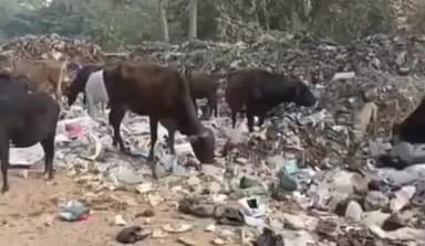 चंदिया: चंदिया तहसील क्षेत्र में पॉलिथिन के उपयोग पर कोई कार्रवाई नहीं