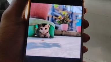 হাবরা ১: পৌষ্য বিড়ালের মৃত্যু, চিকিৎসার গাফিলতির অভিযোগ ডাক্তারের বিরুদ্ধে হাবরা থানায় লিখিত অভিযোগ দায়ের