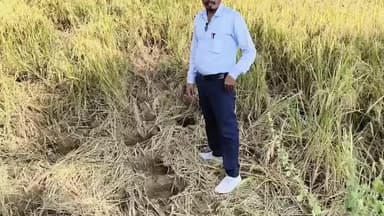 चलकुशा: चलकुसा के खरगू में 40 हाथियों के झुंड ने फसलों को किया बर्बाद