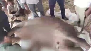 राधानगरी: पिलावरवाडीत वनगव्याचा हल्ला; एका म्हशीला गंभीर दुखापत, शेतकऱ्यांमध्ये भीतीचे वातावरण