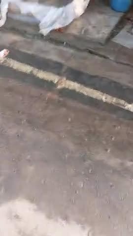 ये देखो भाई 🔥 छपरा में मछली कैसे बेचता है लोग