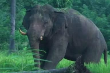 फरसाबहार: वनपरिक्षेत्र तपकरा में एक जंगली हाथी का विचरण, 33 हाथियों का दल झारखंड की ओर बढ़ा