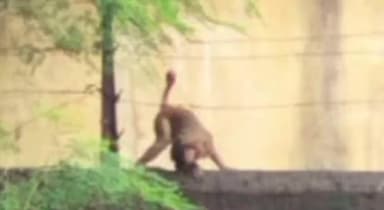 बाघमारा/कतरास: एकड़ और वासुदेवपुरम में बंदरों का आतंक, ग्रामीण दहशत में