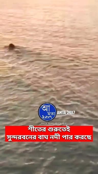 শীতের শুরুতেই সুন্দরবনের বাঘ কৈখালীর কাছে বিশালক্ষী নদী পার করছে পর্যটকদের ক্যামেরায় ধরা সেই দৃশ্য #সুন্দরবন