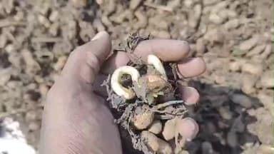 ભાવનગર: પાક નુકશાની અને રાહત પેકેજ અંગે સીદસર ગામના ખેડૂતોએ પ્રતિક્રિયા આપી