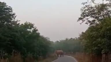 कुकड़ू: सिरूम जंगल में डेरा डाले हाथियों का झुंड, बीच सड़क पर निकला हाथी