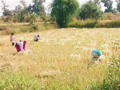 फरसाबहार: धान कटाई के मौसम में लेबर संकट से जूझ रहे किसान अंकिरा