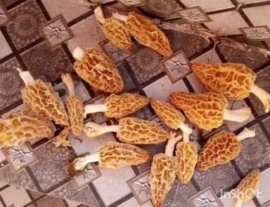 बल्दवाड़ा: रेडू गांव में खेतों में उगी दुर्लभ पहाड़ी गुच्छियां