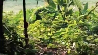 রানিনগর ২: রাণীনগর থানার নজরআনা গ্রামে যার ভর্তি তাজা সকেট বোম উদ্ধার করলো রাণীনগর থানার পুলিশ।