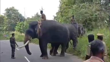 തൃശൂർ: തൃശ്ശൂർ കുതിരാനിലെ ഒറ്റയാനെ തുരത്താനുള്ള ആദ്യഘട്ട ദൗത്യത്തിന് തുടക്കമായി, കുങ്കിയാനകളെയിറക്കി പരിശോധന നടത്തി