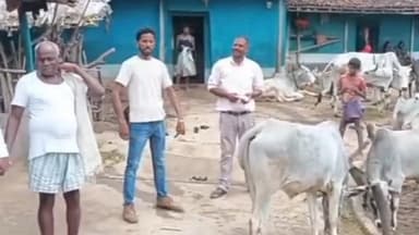 जैतहरी: जैतहरी ब्लॉक अस्पताल में 1100 से अधिक पशुओं को लम्पी स्किन डिजीज का टीका लगाया गया