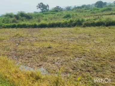 चिमूर: खडसंगी येथे कृषी अधिकारी व तलाठी मंडळ शेतकऱ्यांच्या बांधावर पंचनामा करण्याकरिता नुकसानीचे