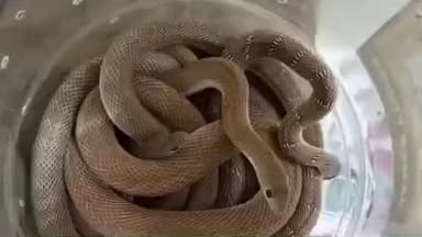 జడ్చర్ల: జడ్చర్ల మండలం నసురుల్లాబాద్ ఒకే చోట 7 పాములు పట్టివేత