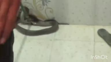 सिहावल: जमोड़ी में एक घर में घुसा जहरीला कोबरा, वन विभाग की टीम ने पकड़कर सुरक्षित छोड़ा