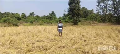 चामोर्शी: हळदवाही-बिलासपूर परीसरात रानटी हत्तीचा कळपाने केली शेतकऱ्यांच्या धान पीकाची नासाडी