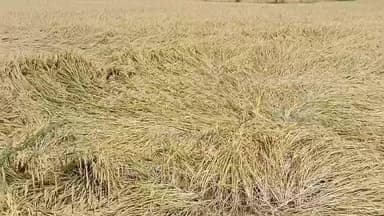 వేములవాడ: ప్రభుత్వం నష్టపరిహారం అందించాలి: అనుపురం గ్రామ రైతులు