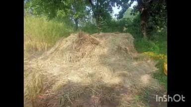 ଜୁଜୁମୁରା: କଲପାପଡା ଗ୍ରାମରେ ଖଳାରୁ ଅମଳ ଧାନ ଖାଇଲା ହାତୀ