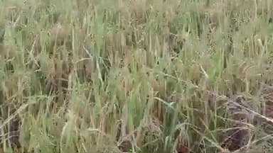 शेखोपुर सराय: मौसम की मार से रबी, खरीफ और परवल की फसलें बर्बाद, किसान निराश