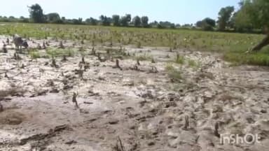 વડગામ: પાક નુકશાનીનુ વળતર ખેડૂતોને મળશે, 22 હજારની સહાય મહત્તમ 2 હેકટર સુધી મળશે.