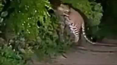 नेवासा: चांदा-ब-हाणपूर परीसरात बिबट्याचा धुमाकूळ सुरूच