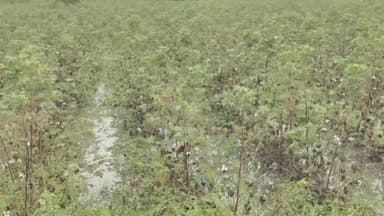 नेवासा: अतिवृष्टी अनुदान त्वरीत द्या ; शेतकरी संघटनेची मागणी