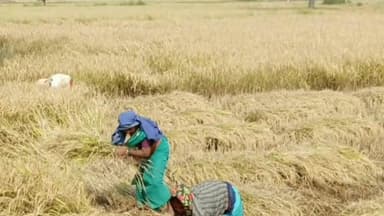 मीनापुर: मीनापुर में धान की खरीदारी नहीं होने पर किसानों ने सहकारिता पदाधिकारी से की शिकायत