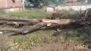 रायपुर कर्चुलियान: रीवा: रायपुर कर्चुलियान में रातों-रात सैकड़ों हरे पेड़ों का कत्लेआम, भूमाफिया ने ज़मीन समतल की!