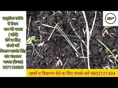 बिना DAP और यूरिया के प्राकृतिक खेती करता है कैथल का किसान बलवंत सिंह... #kaithal #kaithalpublictv