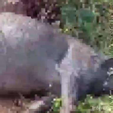 पलेरा: देरी पलेरा मार्ग पर अज्ञात वाहन ने भैंस को मारी टक्कर, मौके पर ही भैंस की दर्दनाक मौत