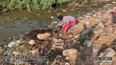 2 दिन से वार वार गिर रही है गो माता हालात ज्यादा खराब..!
Respect Girls help poor help animals
#apsgurjar #help #viral #gwalior