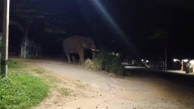 ஆனைமலை: ஆழியார் வனத்துறை சோதனை சாவடி அருகே ஒற்றை காட்டு யானை நடமாட்டம்