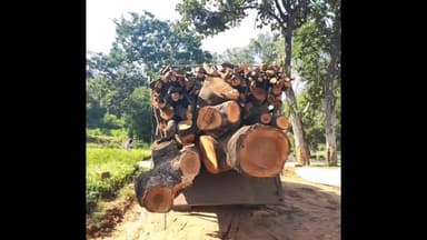 સીંગવડ: પીસોઈ બીટ ખાતેથી મહુડાના ઝાડના લાકડા ગેરકાયદેસર રીતે ભરીને લઇ જવાતુ વાહન જપ્ત કરાયો