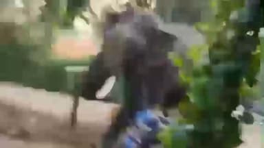 ಬೇಲೂರು: ಜಗಭೋರನಹಳ್ಳಿ ಗ್ರಾಮದಲ್ಲಿ ಮದಗಜಗಳ ಭೀಕರ ಕಾಳಗದಲ್ಲಿ ದಂತ ಕಳೆದುಕೊಂಡ ಕಾಡಾನೆ ಭೀಮಾ!