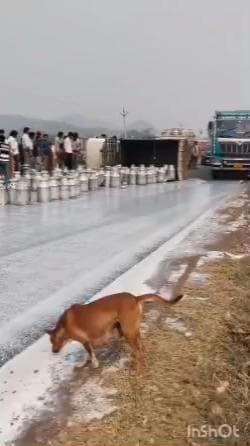 तिजारा: तिजारा से अलवर जा रही सरस डेयरी की पिकअप पलटी, 55 ड्रम दूध हाईवे पर बिखरा, बड़ा हादसा टला