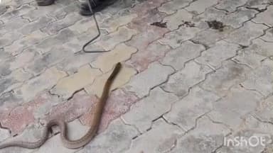 चक्की: अरक गांव में नाग-नागिन का सुरक्षित रेस्क्यू, खंडहरनुमा मकान में नाग-नागिन के दिखने से मची अफरातफरी