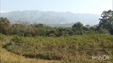 सरकाघाट: हिमाचल में 'एचपी शिवा' की बहार, सरकाघाट के गध्यानी क्लस्टर ने लिखी सफलता की नई गाथा