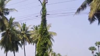 ఉండి: కాళ్ల మండలంలో ప్రమాదంగా మారుతున్న విద్యుత్ స్తంభాలకు అలముకున్న పిచ్చి తీగలు