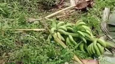 കോന്നി: അരുവാപ്പുലം മേഖലയിൽ കാട്ടാന ശല്യം രൂക്ഷമായി