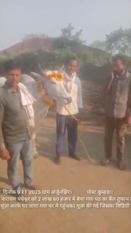 पठजोरी बैल बेचा गया ग्राम अर्जुनझिर मे दिनॉक 9/11/2025