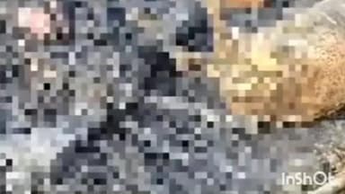 भाटपार रानी: भाटपार रानी के शंकरपुर गांव में झोपड़ी में शार्ट सर्किट से लगी आग, 60 बकरियां जलीं, लाखों का सामान जलकर हुआ नष्ट