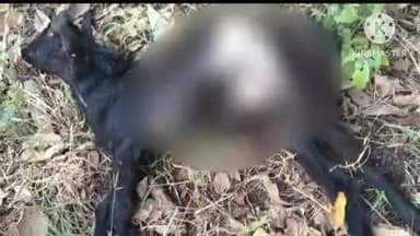 हिंगणघाट: रासा येथे शेतात चरायला गेलेल्या बकरीचा वाघाने पाडला फडशा:शेतकऱ्यांमध्ये भितीचे वातावरण