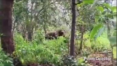 नैनपुर: कान्हा टाइगर रिजर्व के फैन अभ्यारण क्षेत्र में हाथियों का मूवमेंट जारी, वन विभाग की पांच टीमें कर रही निगरानी