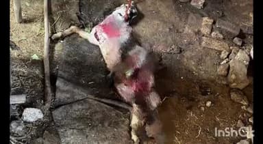 पारशिवनी: कांद्री शहरातील वार्ड क्र. २ दत्तनगर परिसरात मोकाट,भटक्या कुत्र्यांचा धुमाकूळ; एक बकरा व एक बकरी ठार.